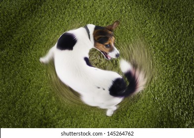 Elevated view of Jack Russell terrier chasing tail view on grass