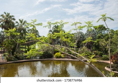 Elevated View Over Garden Pond With Tropical Trees At The Gardens In Jingili, Australia