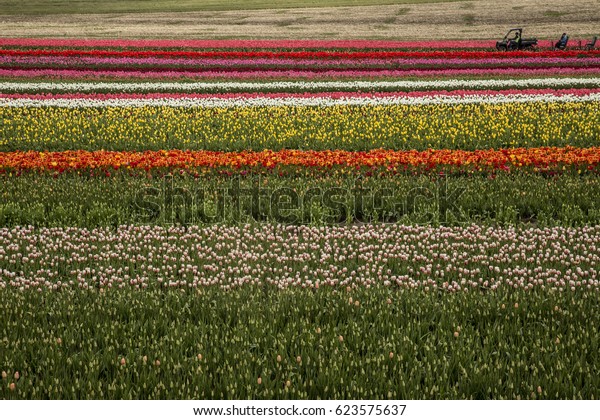 Elevated View\
Rows of Colorful Orange, Red, Yellow, White, Pink Tulips Green\
Stems/Leaves, Tour Tractor/Cars in Background, No Sky, Daytime -\
Wooden Shoe Tulip Farm, Oregon (HDR\
Image)