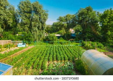 Elevated View Of Vegetable Garden In Small Town Or Village. Potato Plantation And Greenhouse At Summer Evening. Village Garden Beds.