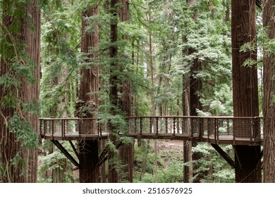 Elevated wooden walkway through towering redwood forest - Powered by Shutterstock