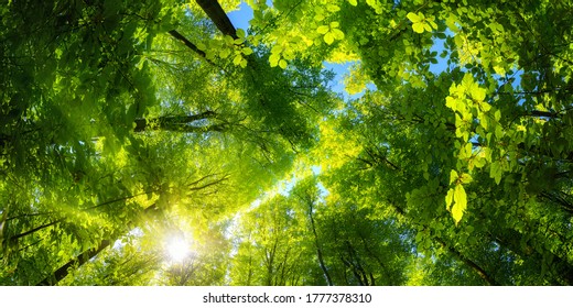 Elevating panoramic upwards view to the canopy in a beech forest with fresh green foliage, sun rays and clear blue sky - Powered by Shutterstock