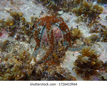 Eleven Armed Sea Star Lying On Sea Grass Urchin