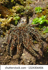 Eleven Armed Sea Star On Light Brown Colored Beach Stone