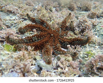 The Eleven Armed Sea Star
Scientific Name: Coscinasterias Calamaria