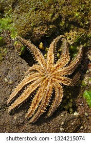 Eleven Armed Sea Star Turned Upside Down On Light Brown Colored Beach Stone