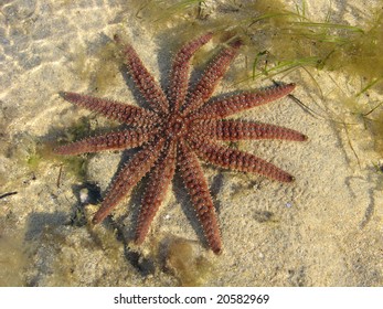 Eleven Armed Starfish Seastar Coscinasterias Calamaria