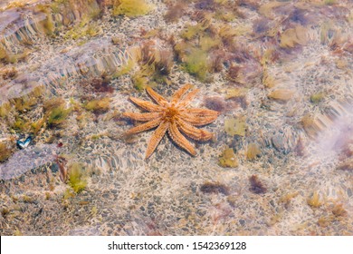 Eleven Armed Starfish Underneath The Water Near The Shore In Tasmania Australia