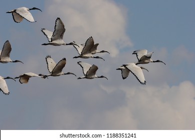 Eleven Ibis flying - Shutterstock ID 1188351241