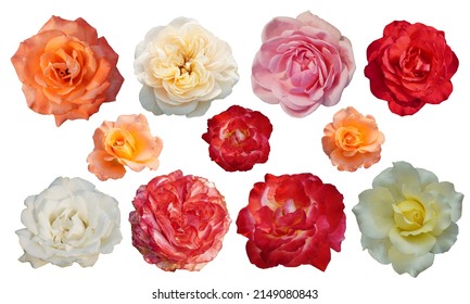 2,308 Eleven flowers Images, Stock Photos & Vectors | Shutterstock