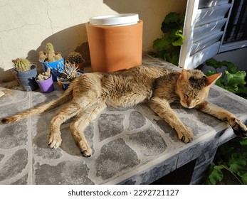 Eleven years old cat with FIV (Feline Inmunodeficiencia Virus) resting peacefully enjoying the sun. - Shutterstock ID 2292721127