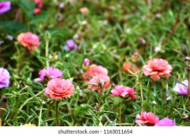 Elevenoclock Portulaca Rose Scientific Nameportulsca Grandiflora Stock Photo Edit Now