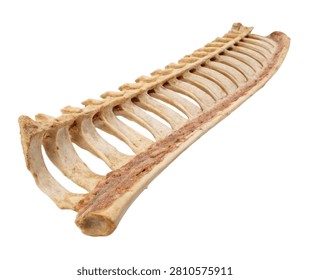 Eleventh Rib Floating Rib Displayed In Side Vie Isolated On White Background