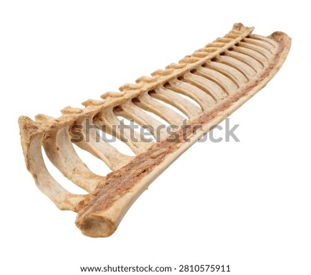 Eleventh Rib Floating Rib Displayed In Side Vie Isolated On White Background