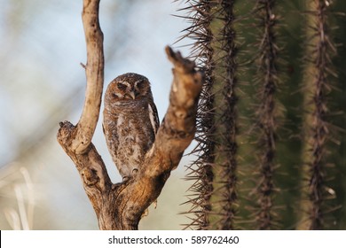 Elf Owl