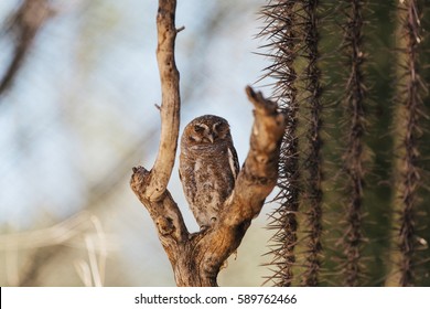 Elf Owl