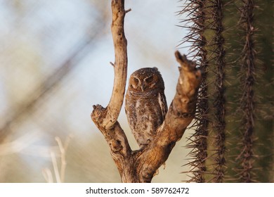 Elf Owl