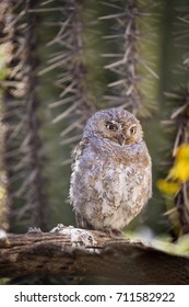 Elf Owl