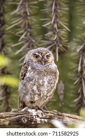 Elf Owl