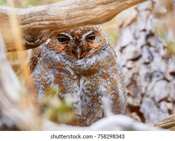 An Elf Owl