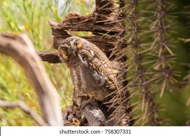 An Elf Owl 