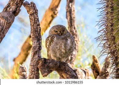 Elf Owl In The Desert