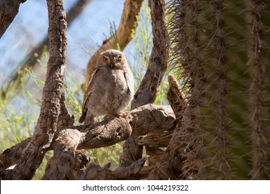 An Elf Owl In The Desert