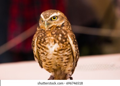 Elf Owl Front