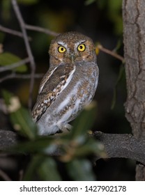 Elf Owl On Night Perch