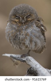 Elf Owl In Tucson Arozona