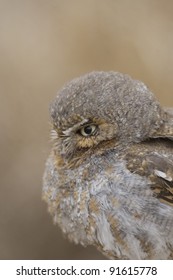 Elf Owl In Tucson Arozona