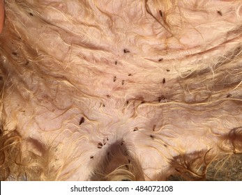 Eliminate Fleas From Cat On Skin Background