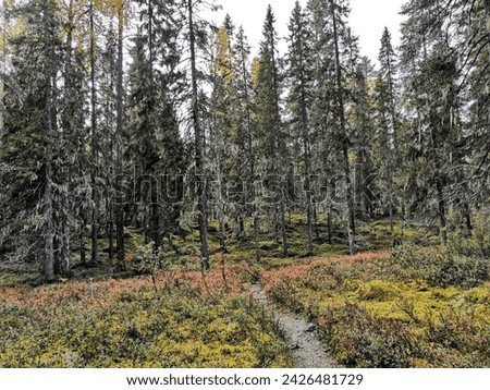 Elimyssalo, Kuhmo, Finland, September 30 2022. Nature reserve in the wilderness of Kainuu. Living in the wilderness. Spruce trees along the forest path.