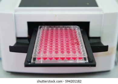 ELISA Plate To Measure OD With Micro Plate Reader, Selective Focus