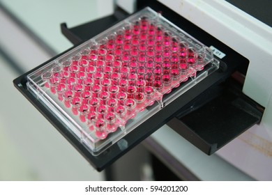 ELISA Plate To Measure OD With Micro Plate Reader, Selective Focus