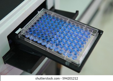 ELISA Plate To Measure OD With Micro Plate Reader, Selective Focus