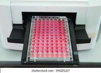 ELISA Plate To Measure OD With Micro Plate Reader, Selective Focus