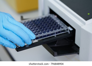 ELISA plate to measure OD with microplate reader. Microtiter plate (96 well) reader for biochemistry analysis.