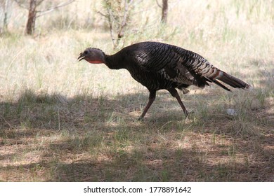 Elizabeth, Colorado USA July 2, 2020: Wild Turkey Walking In The Forest 