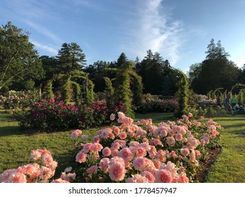 Elizabeth Rose Garden, Hartford, CT. Spring 2020