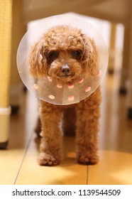 Elizabethan Collar For Dog