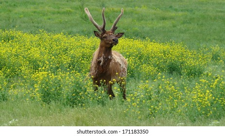 Elk