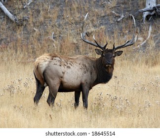 Elk