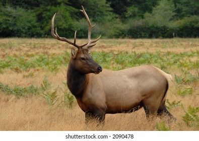 Elk