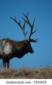 Elk