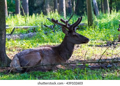 Elk