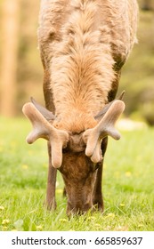 Elk