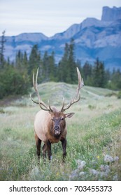 Elk