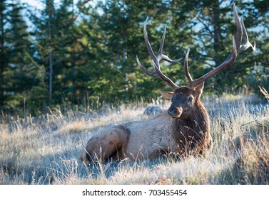 Elk