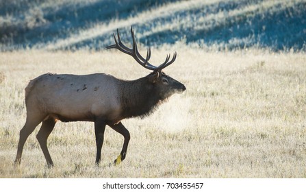 Elk
